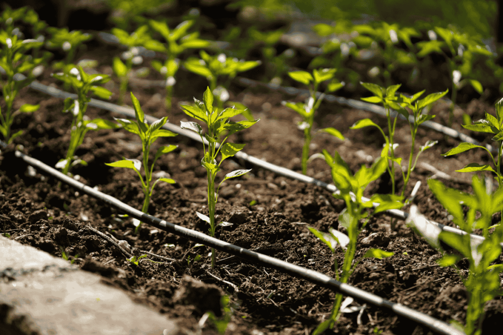 heartnutt grove Drip Irrigation vs Sprinkler Systems overview