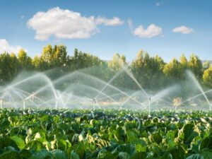 heartnutt grove sprinkler system irrigation process