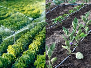 heartnutt grove sprinkler system irrigation process